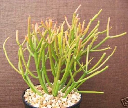 Exotic Euphorbia Tirucalli (Pencil Cactus) - 6