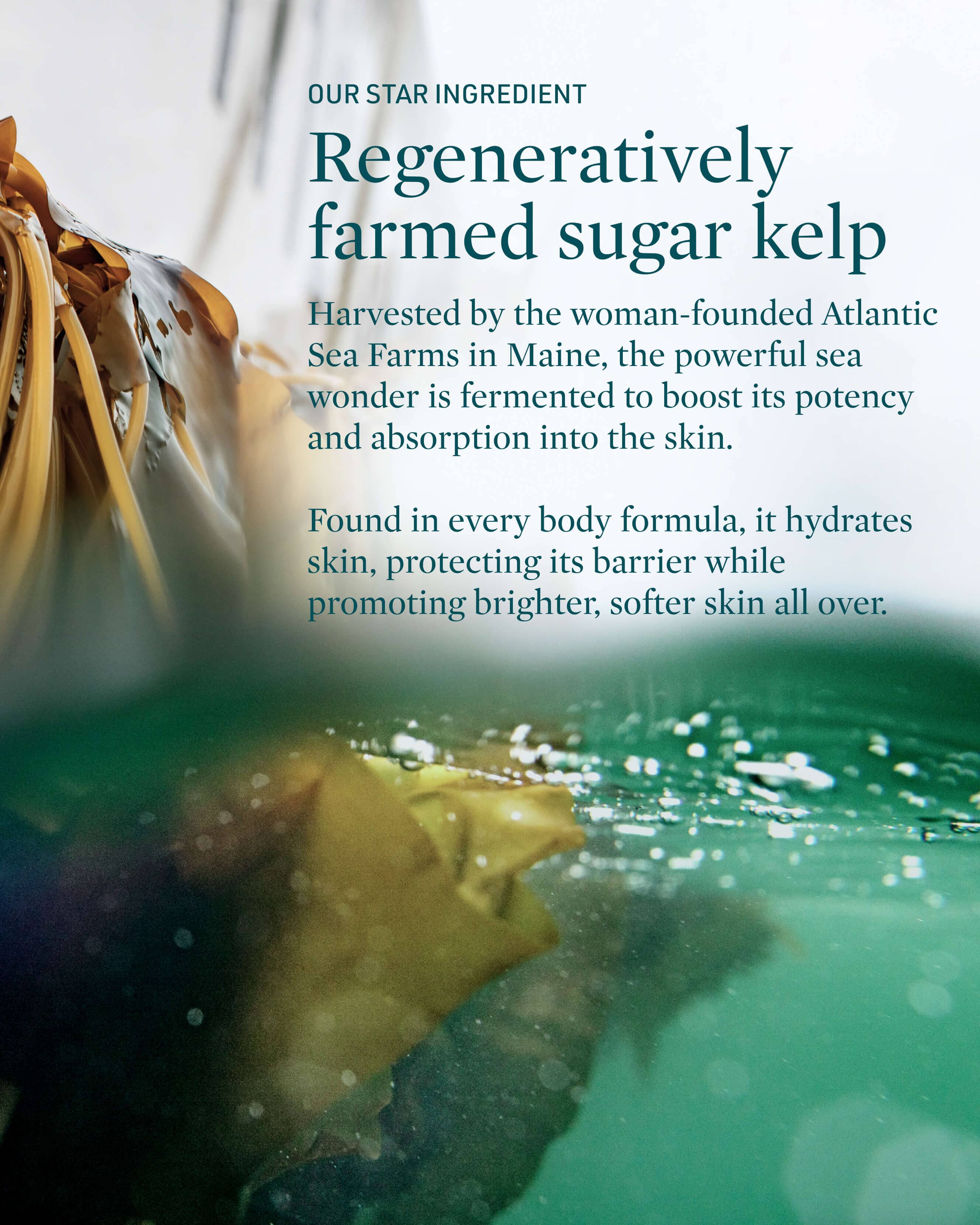 Seascape Ceramide Body Serum - Hydrating & Nourishing Moisturizer for Dry Skin | Perfect for Daily Skincare & Post-Shower Use