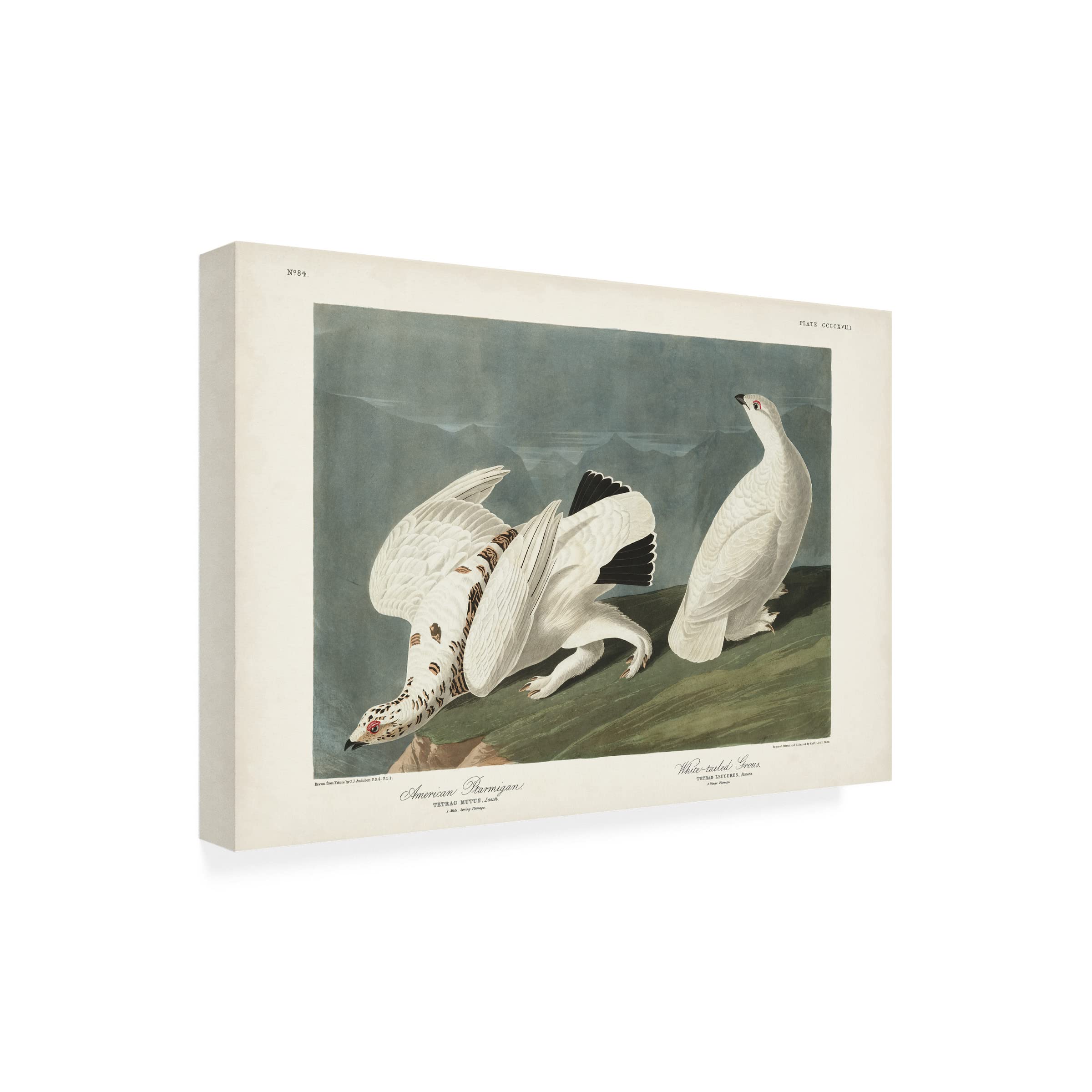 John James Audubon 'American Ptarmigan' Canvas Wall Art Print - 22x32 Inches - Wildlife Bird Painting for Home & Office Decor