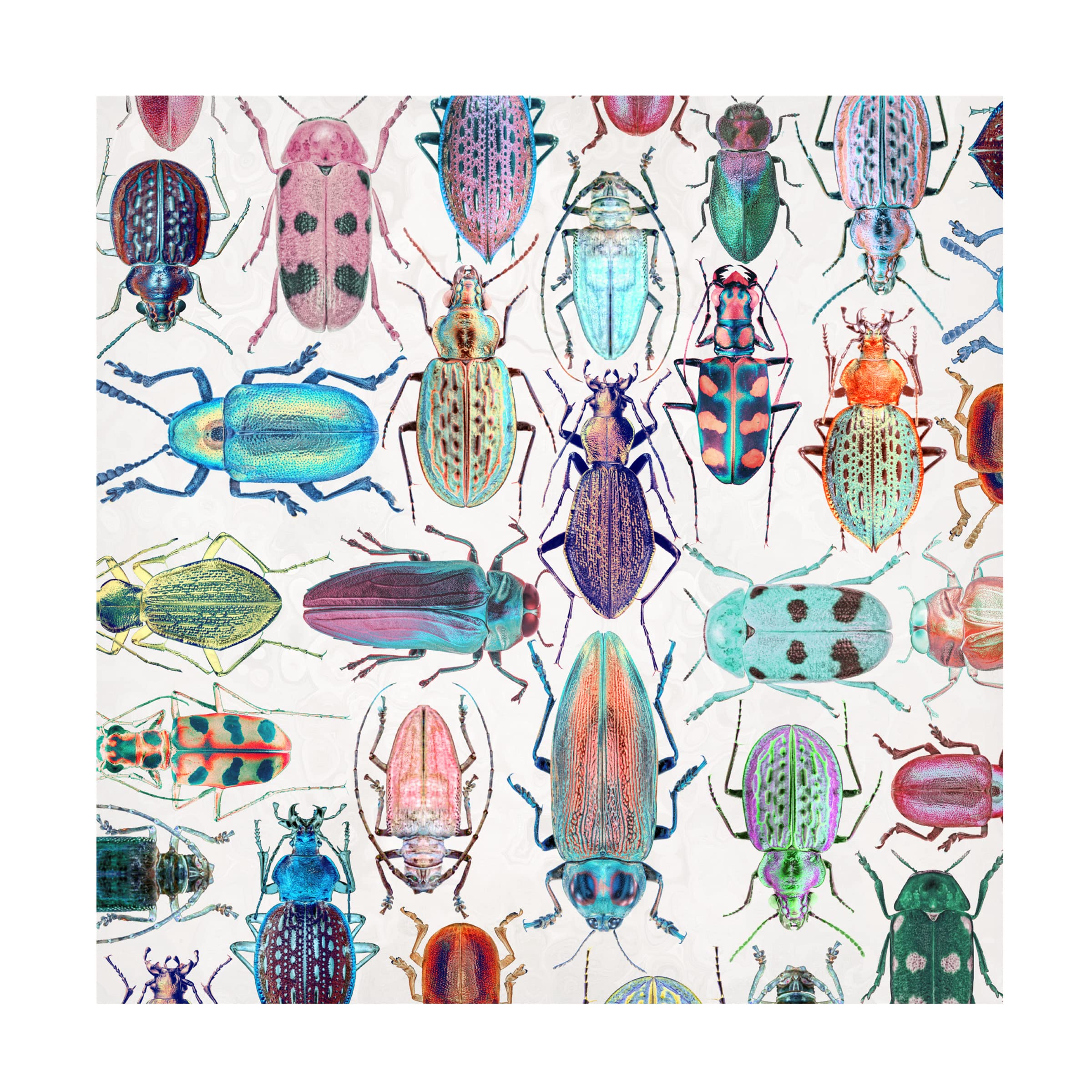 Beautiful Beetles Canvas Art Print by Cora Niele - Vibrant Insect Wall Decor for Living Room, Bedroom & Office - Trademark Fine Art Collection