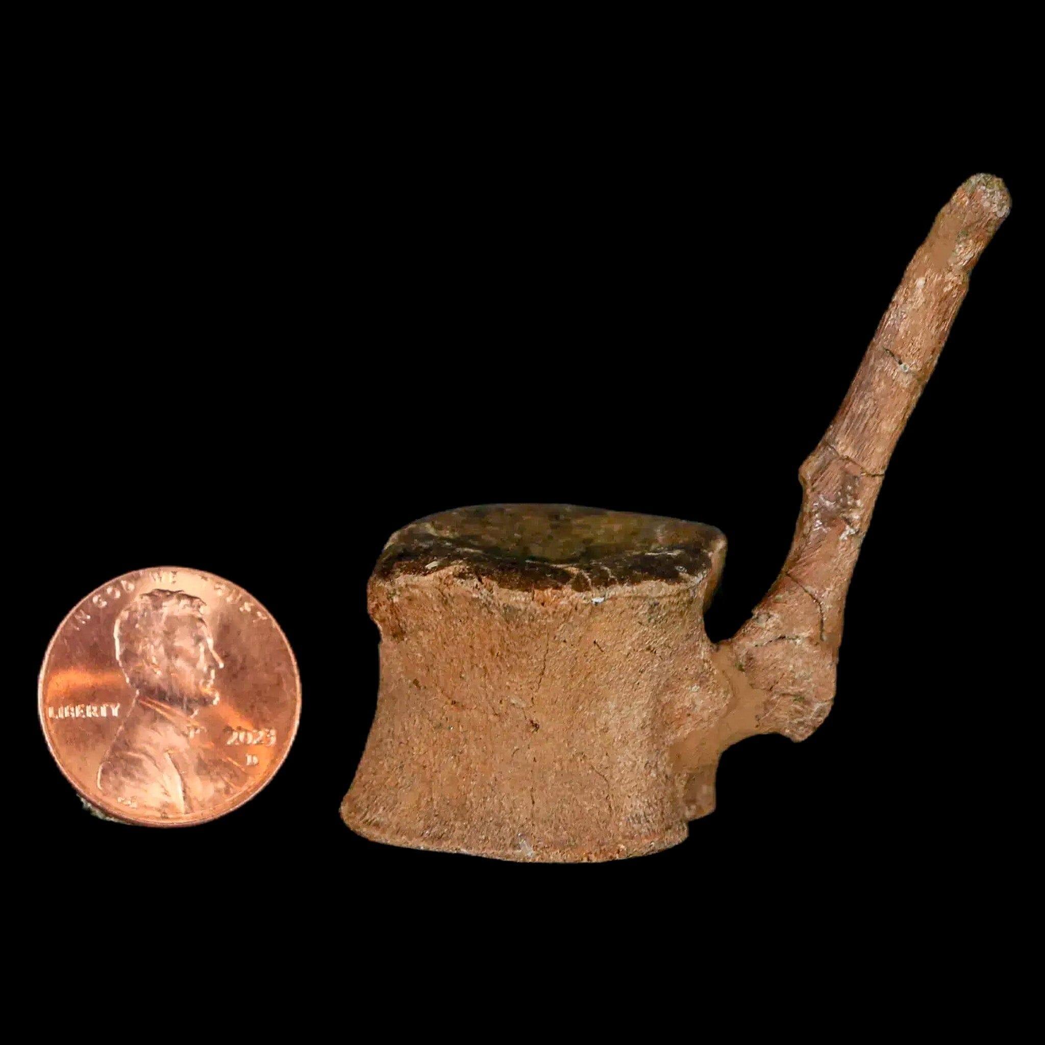Authentic Brachylophosaurus Dinosaur Tail Vertebrae Fossil - Cretaceous Period Judith River Formation with COA - Perfect for Paleontology Collectors & Educational Displays