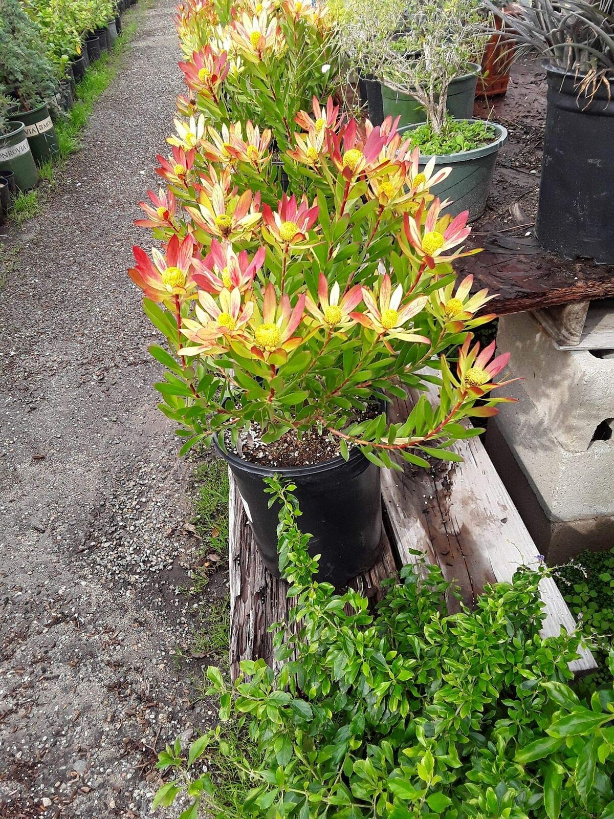 Live Leucadendron 'Wilson's Wonder' Conebush Starter Plant - Drought-Tolerant Evergreen Shrub for Landscaping & Garden Decor