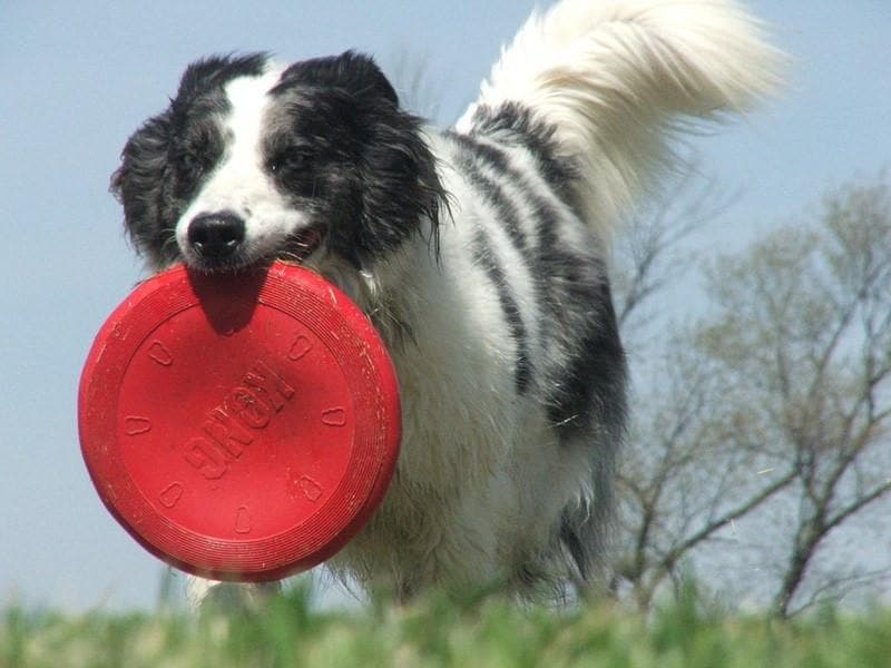 **Kong Classic Flyer Dog Toy – Red Flying Disc for Outdoor Play, Fetch & Training – Durable & Fun for Dogs of All Sizes**