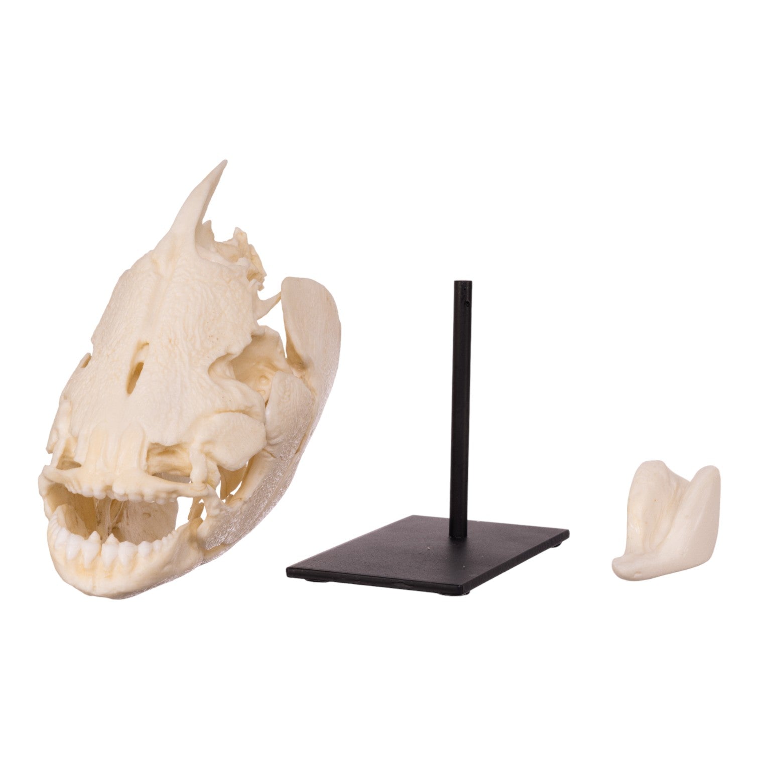 Authentic Pacu Fish Skull Replica on Display Stand - Unique Home Decor, Taxidermy Collectible & Gothic Halloween Decoration