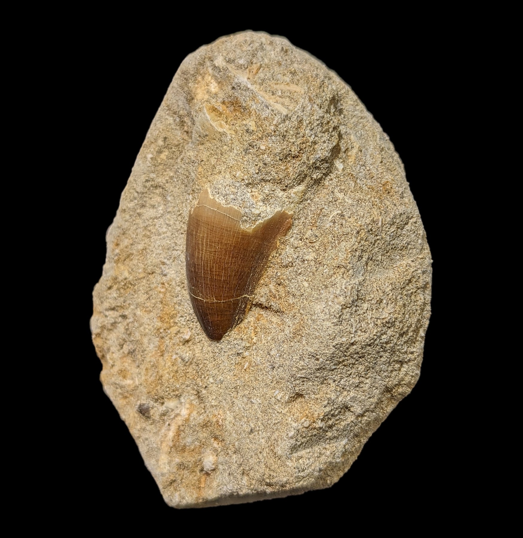 Authentic Mosasaur Tooth Fossil in Natural Matrix - Prehistoric Marine Reptile Specimen for Collectors, Education & Home Decor