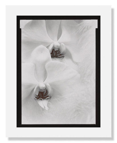 Olivia Parker Orchids from Ephemera Portfolio - Fine Art Photography Prints for Home & Office Decor, Wall Art, Gift Ideas
