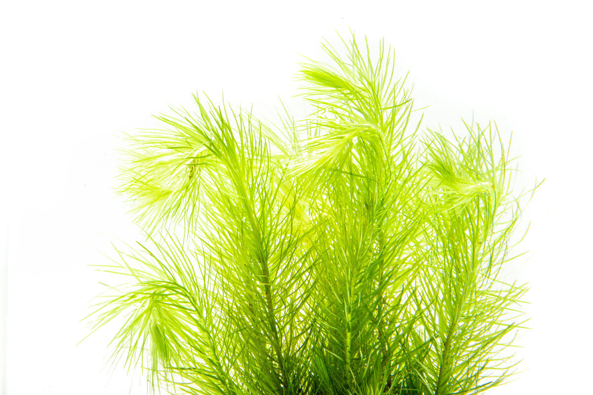 Eriocaulon Setaceum Aquatic Plant for Freshwater Aquariums - Perfect for Aquascaping, Fish Tanks & Underwater Gardens
