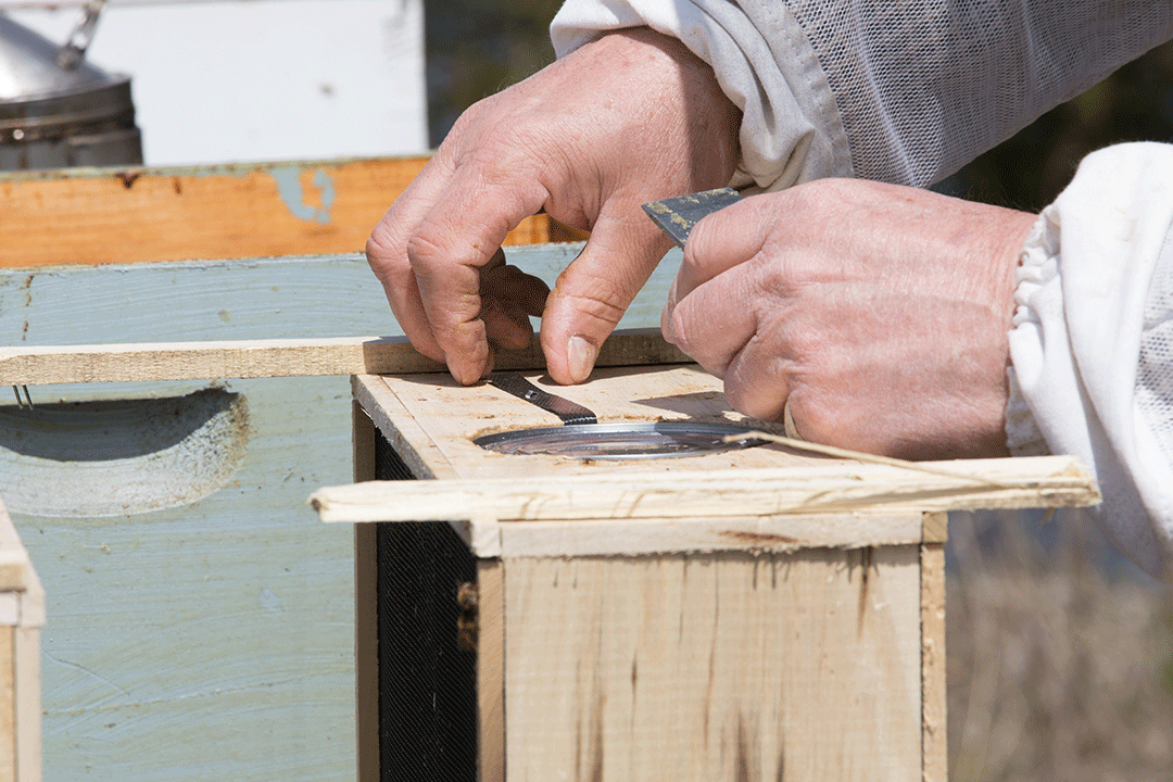 Live Honey Bee Package for Sale - Pickup Only in NSW | Perfect for Beekeeping & Pollination