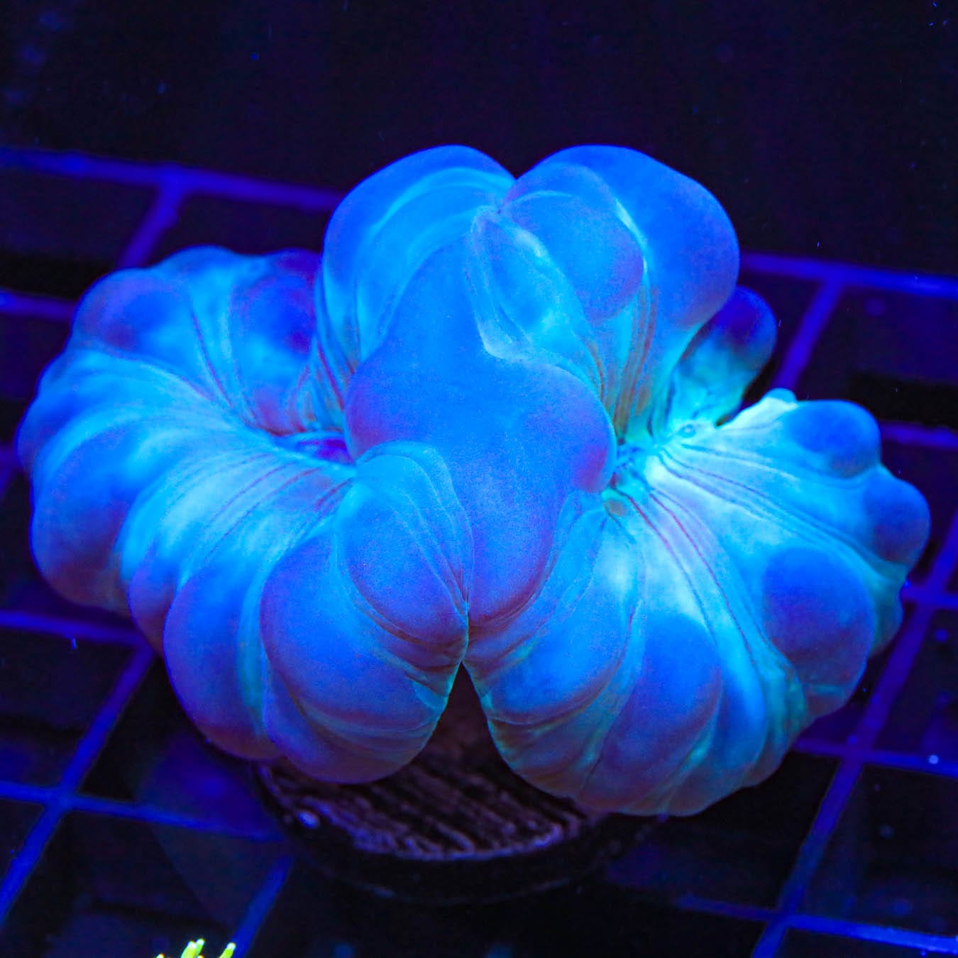 Fox Coral 0921 04 - Premium Artificial Coral Decor for Aquarium & Home Decoration | Perfect for Fish Tanks, Terrariums, and Ocean-Themed Interior Design