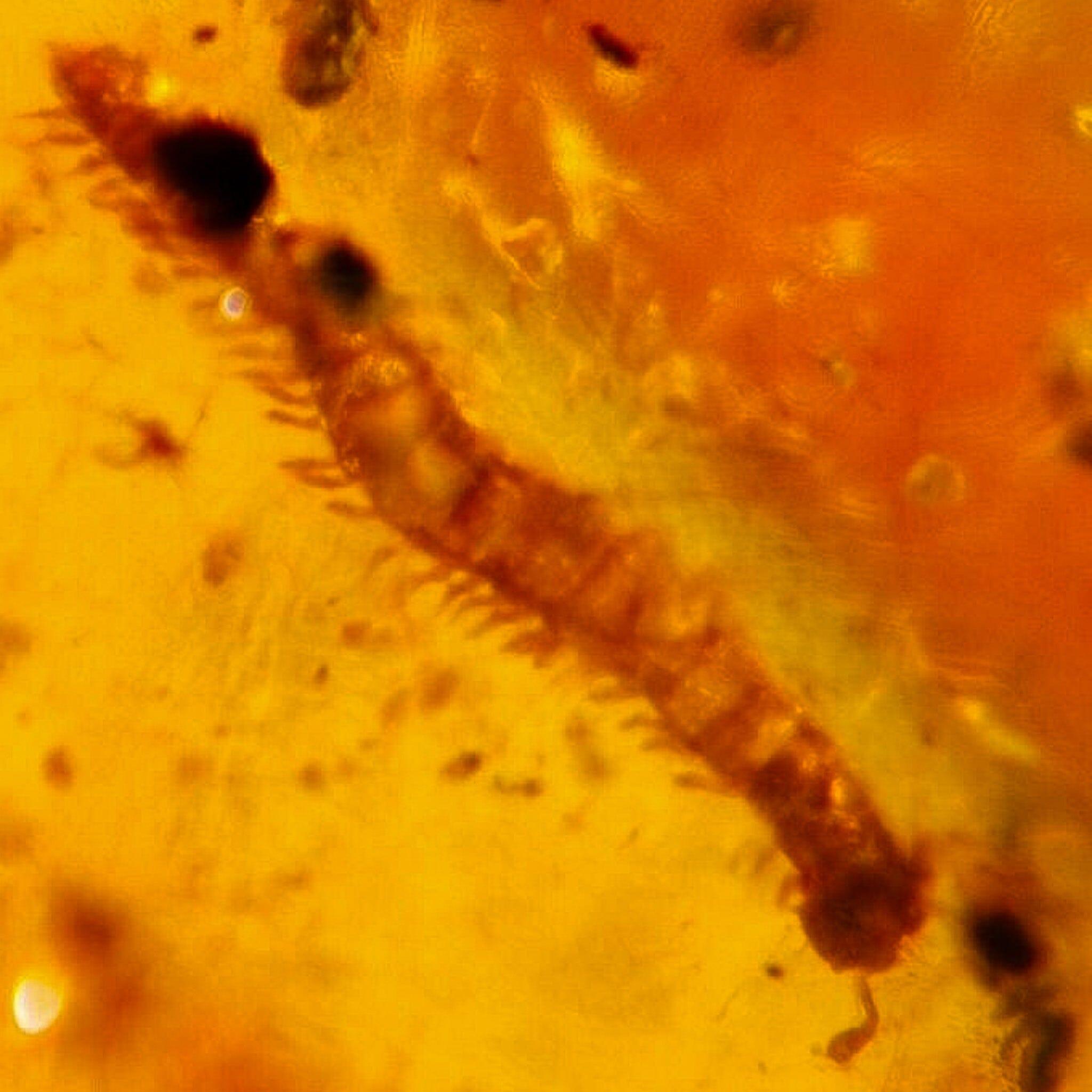 Authentic Burmese Insect Amber with Diplopoda Millipede - 100 Million Year Old Burmite Fossil from Cretaceous Dinosaur Era | Perfect for Fossil Collectors, Science Education & Unique Home Decor