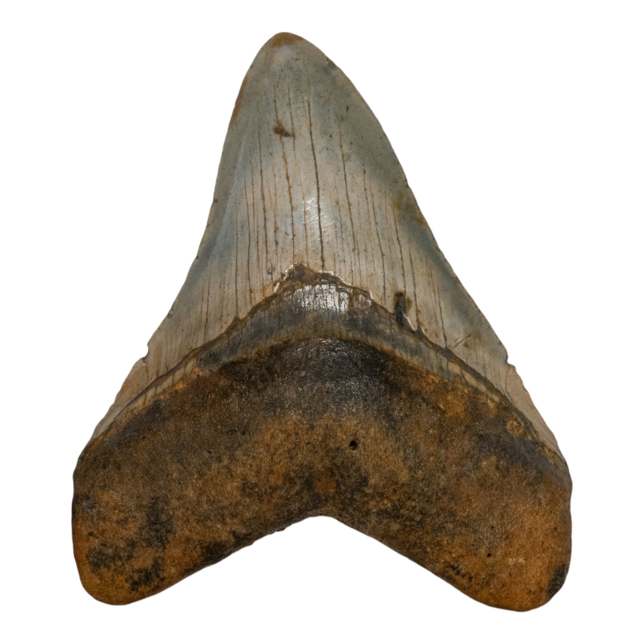Genuine Megalodon Shark Tooth Fossil - Authentic Collector's Specimen for Jewelry Making, Display & Education - Perfect for Paleontology Enthusiasts & Home Decor