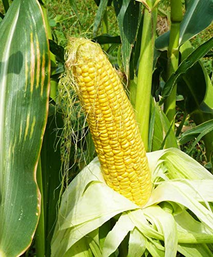 Sweet Incredible Yellow Corn Heirloom Seeds - 75 Non-GMO Seeds with 90% Germination Rate for Home Garden Planting | Perfect for Fresh Eating, Canning & Farm-to-Table Recipes by Isla's Garden Seeds