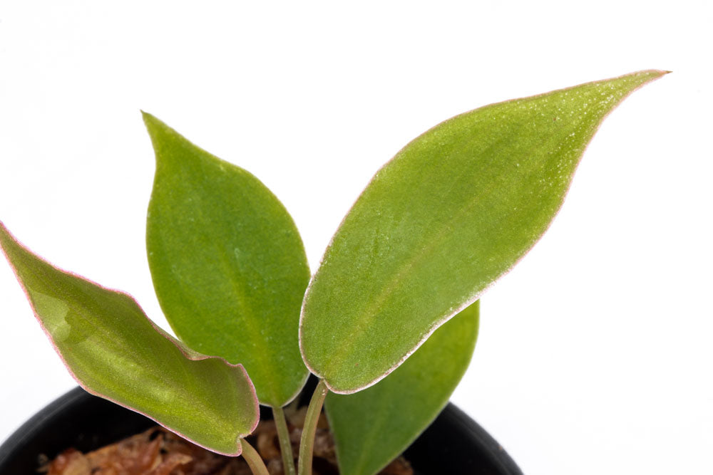 Philodendron Atabapoense Bare Root Plant - Rare Tropical Houseplant for Indoor Decor & Gardening