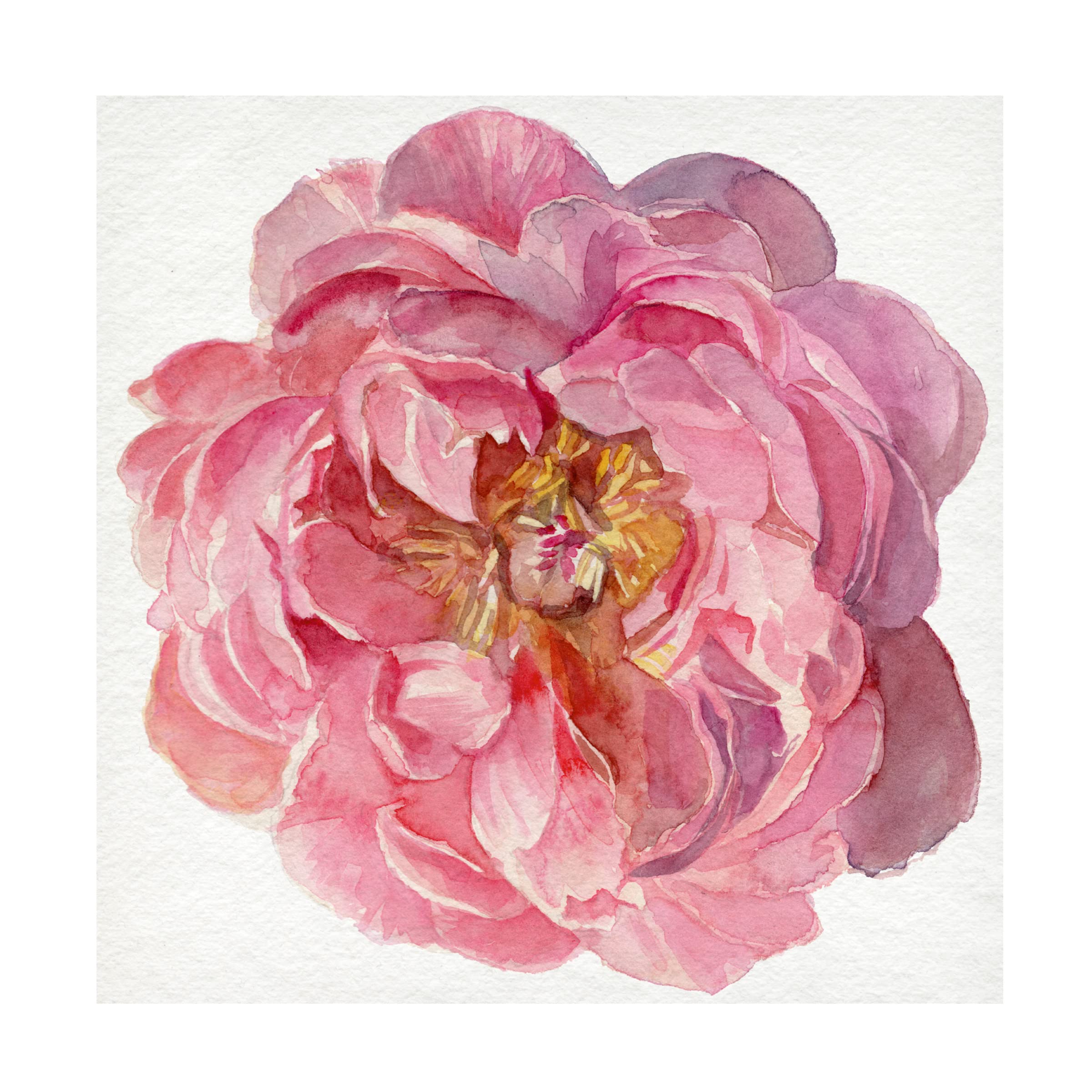 Jennifer Paxton Parker 'Blossomed Peony II' Floral Canvas Wall Art Print - Vibrant Peony Flower Painting for Living Room, Bedroom & Office Decor