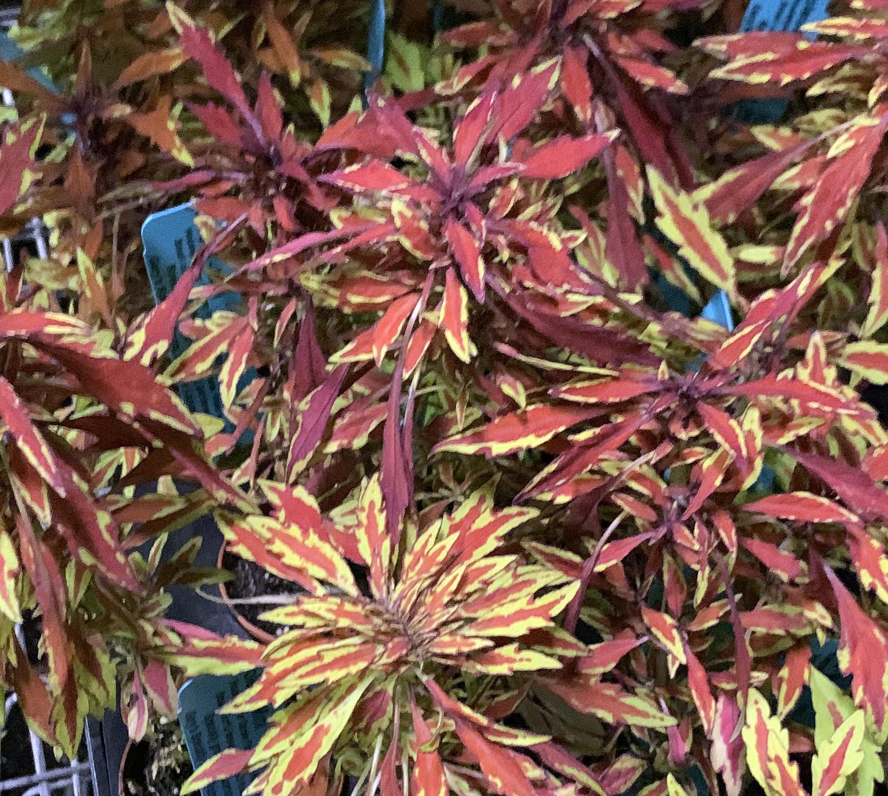 Lion's Mane Mini Copper Plant (Solenostemon) - Fiery Foliage House Plant in 3.7