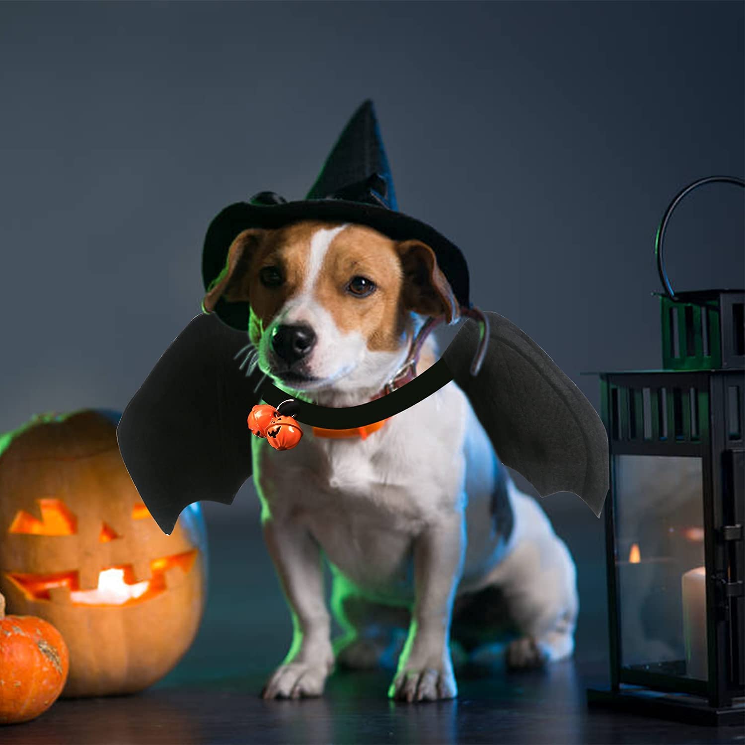 CCINEE Halloween Bat Wing Costume for Cats & Small Dogs - Adorable Black Bat Costume with Bells | Perfect for Halloween Pet Parties, Photo Shoots & Trick-or-Treating