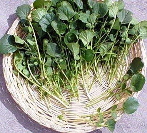 Creasy Greens Southern Seeds (200 Count) - Heirloom, Non-GMO, Easy to Grow | Perfect for Salads, Soups, and Southern Cooking