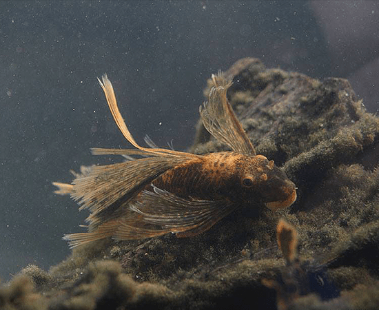 Premium Longfin Calico Bushynose Pleco Fish - Exotic Freshwater Aquarium Fish for Planted Tanks & Community Aquariums