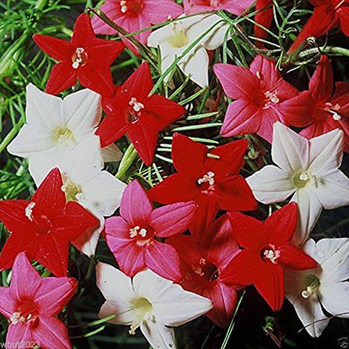 Cypress Vine Seeds - 20+ Seeds Mix (Red, Rose, White) - Ipomoea Pennata - Fast Growing Flowering Vine for Garden Trellis, Fence & Wall Decoration