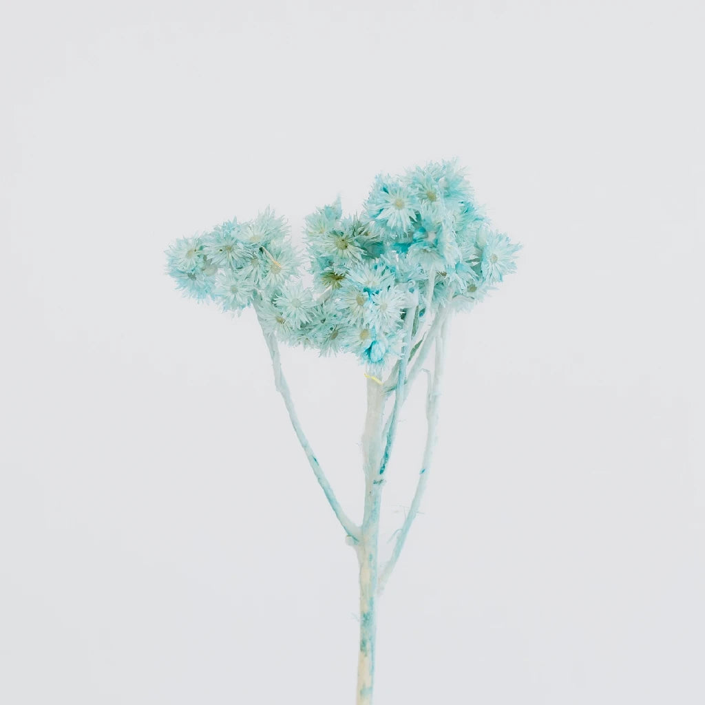 Premium Baby Blue Dried Andean Asters - Natural Floral Decor for Weddings, Home Decor & DIY Crafts | Eco-Friendly Dried Flowers for Bouquets, Centerpieces & Gift Wrapping