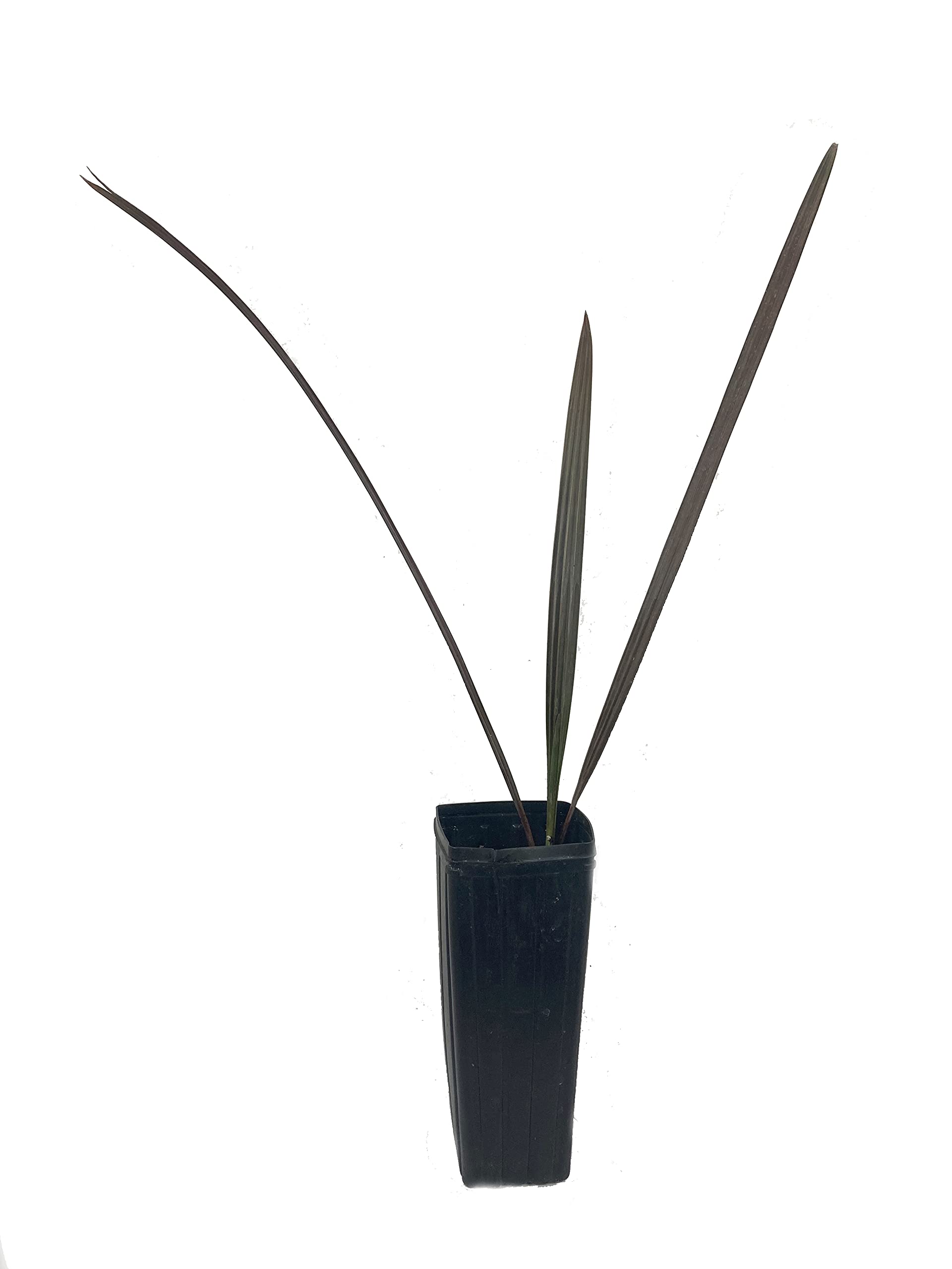 Silver Bismarck Palm Trees - 5 Live Plants in 1 Gallon Pots - Bismarckia Nobilis - Rare Florida Ornamental Palms for Landscaping & Tropical Gardens