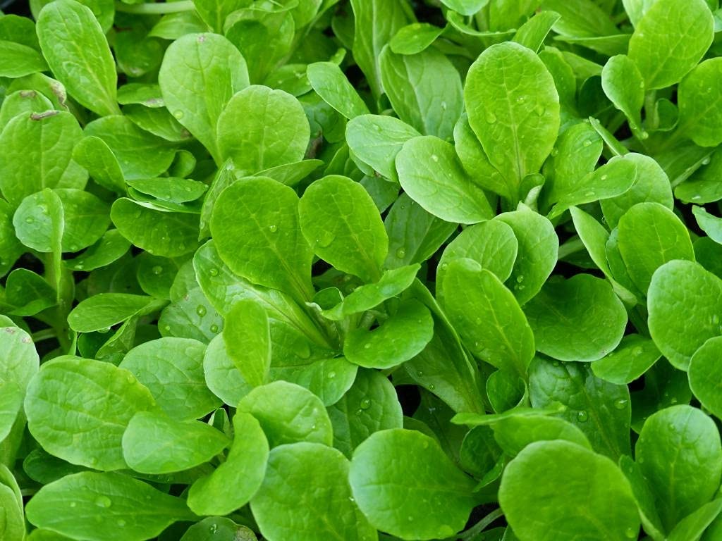 100 Seeds Dutch Corn Salad Lambs Lettuce Mache - Heirloom Non-GMO Fresh Sharp Flavor Salad Greens for Home Garden, Gourmet Dishes & Healthy Eating