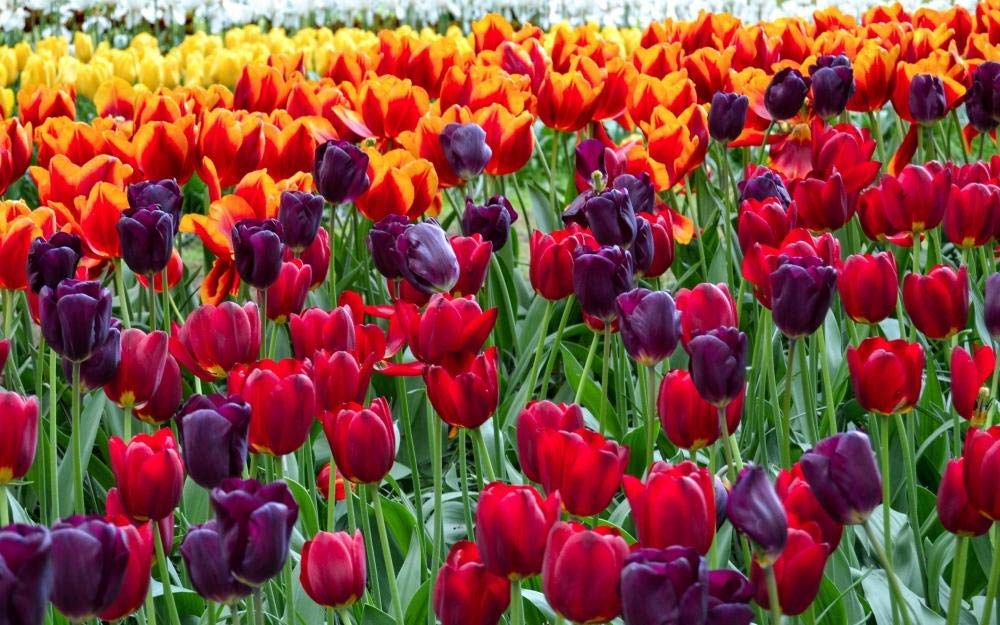 1000 Piece Wooden Jigsaw Puzzle for Adults - Colorful Tulips Landscape, Challenging DIY Educational Puzzle (75x50cm) | Perfect for Family Game Night, Stress Relief & Home Decor