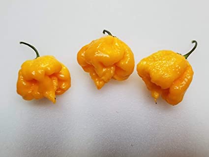 10 Carolina Reaper Pepper Seeds - World's Hottest Chili (Capsicum Chinense) for Home Gardening, Hot Sauce Making & Spicy Cooking