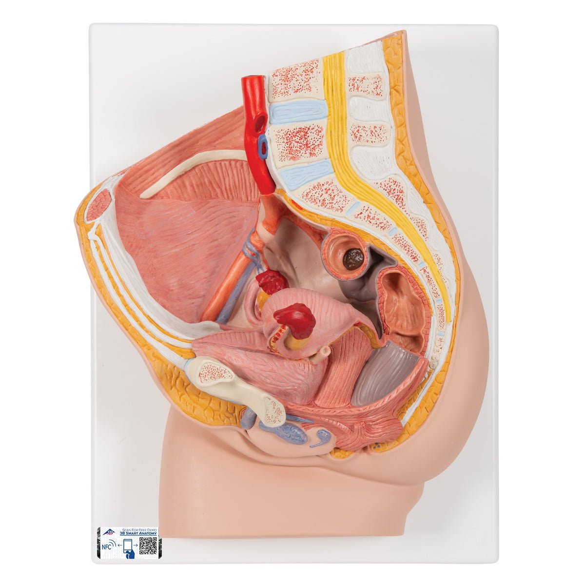 2-Part Female Pelvis Model - Anatomical Study Tool for Medical Students & Healthcare Professionals - Perfect for Classroom, Lab & Patient Education