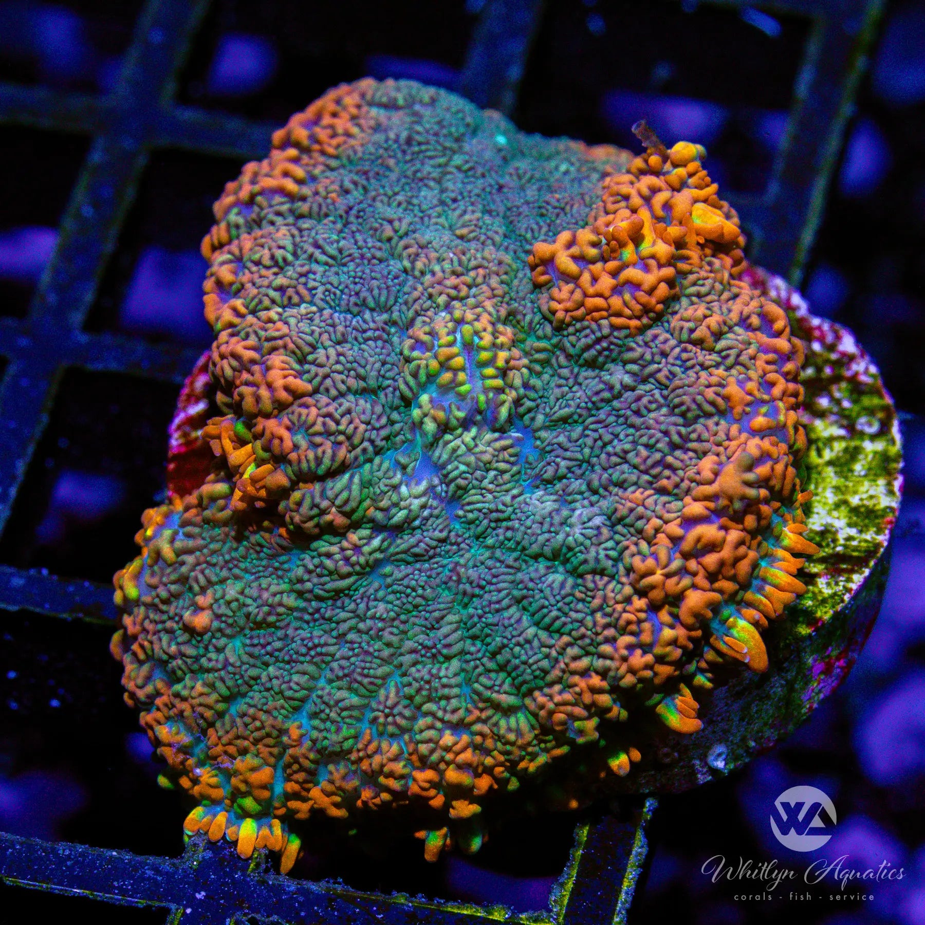 C26 WA Hurricane Rhodactis Mushroom Coral - Premium Live Coral for Saltwater Aquariums | Perfect for Reef Tanks, Nano Tanks & Marine Displays