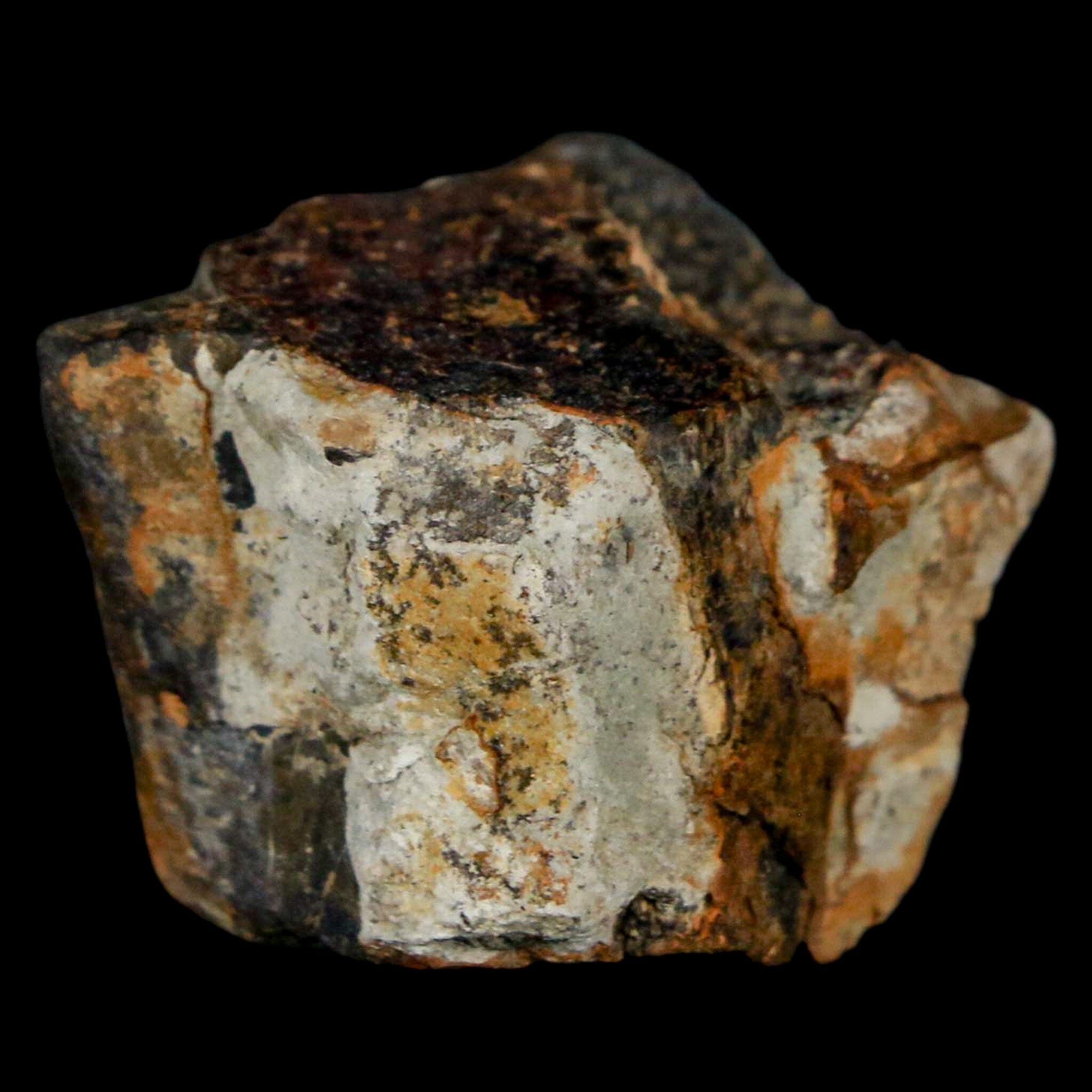 Authentic Stegosaurus Fossil Bone from Morrison Formation Wyoming - Jurassic Dinosaur Bone with COA - Perfect for Paleontology Collectors & Museum Displays