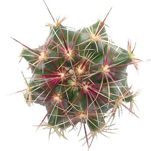 Live Succulent Plants Box - Rare Red Thorn Cactus (4 Inch) with Clay Pot | Hand-Selected Unique Cactus Collection | Perfect Gift Idea & Home Decor for Office Desk, Garden, or Indoor Plant Lovers