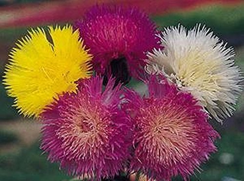Imperial Sweet Sultan Flower Seeds - 200 Count - Silky Powder Puffs with Sweet Fragrance for Gardens, Bouquets & Landscaping