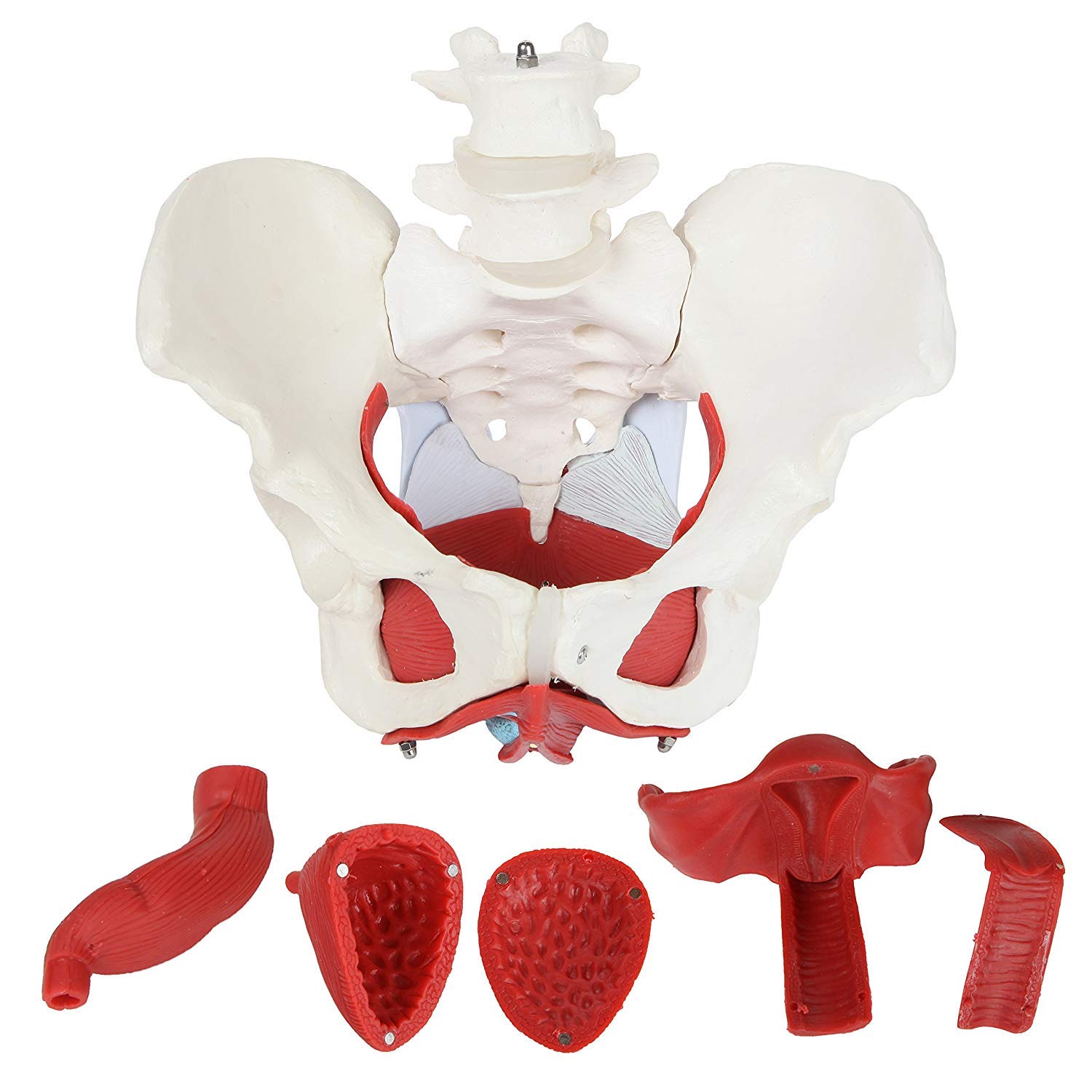 Female Pelvic Floor Muscle Model with Removable Uterus & Ovaries - Anatomical Teaching Tool for Medical Education, Physical Therapy Training, and Women's Health Studies