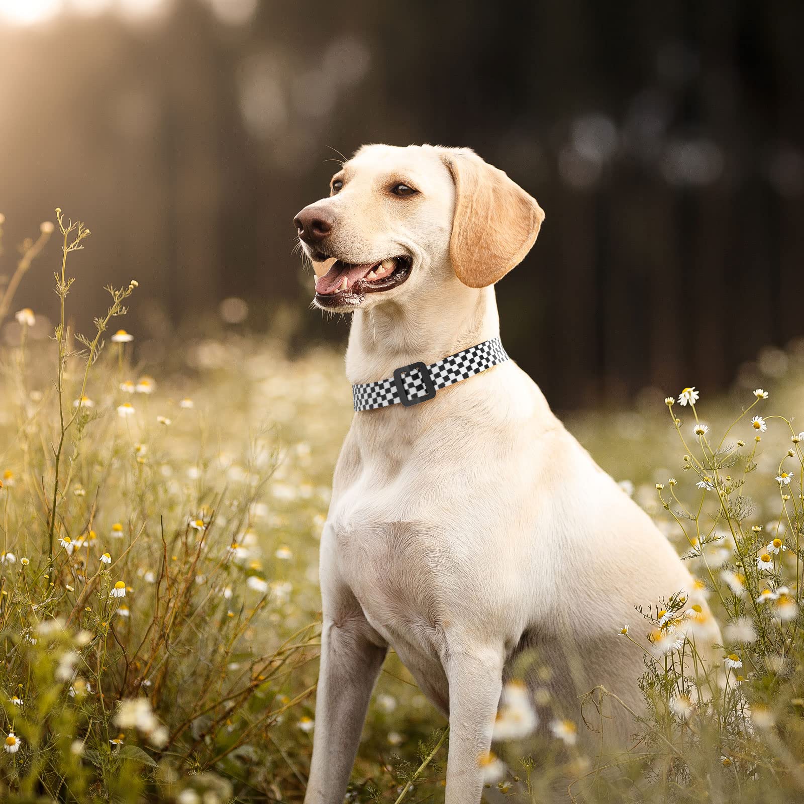 Stylish Checkered Dog Collar - Adjustable & Durable Pet Collar for Small, Medium & Large Dogs - Perfect for Daily Walks, Training & Outdoor Adventures (Medium Size)
