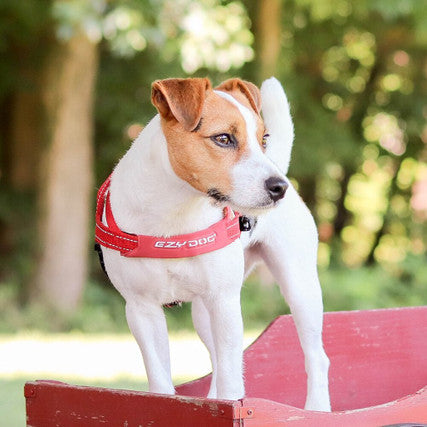Quick Fit Adjustable Dog Harness - No Pull Pet Vest for Small Medium Large Dogs - Perfect for Walking, Hiking & Outdoor Adventures