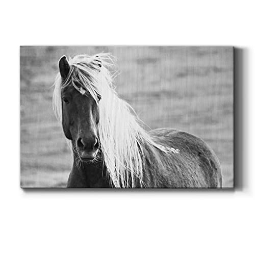 Islandic Horse
