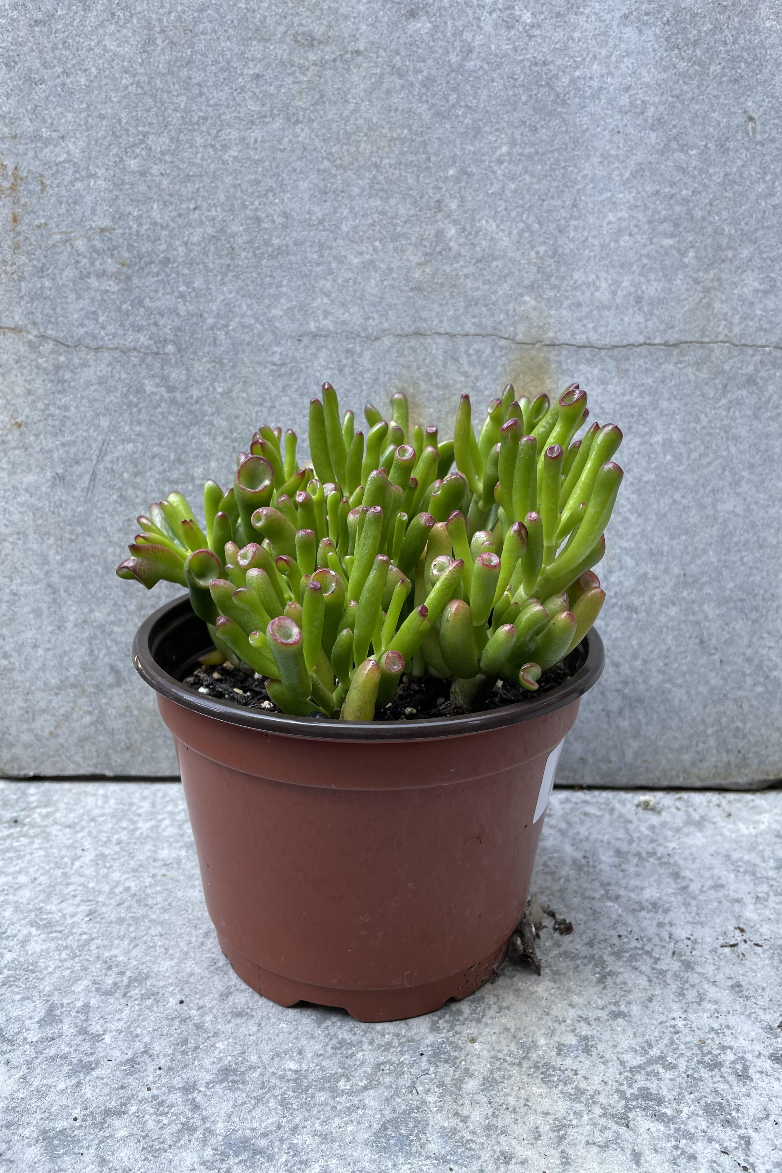 Crassula Ovata 'Gollum' Jade Plant - 6 Inch Succulent for Home Decor, Office Desk, and Gift Giving