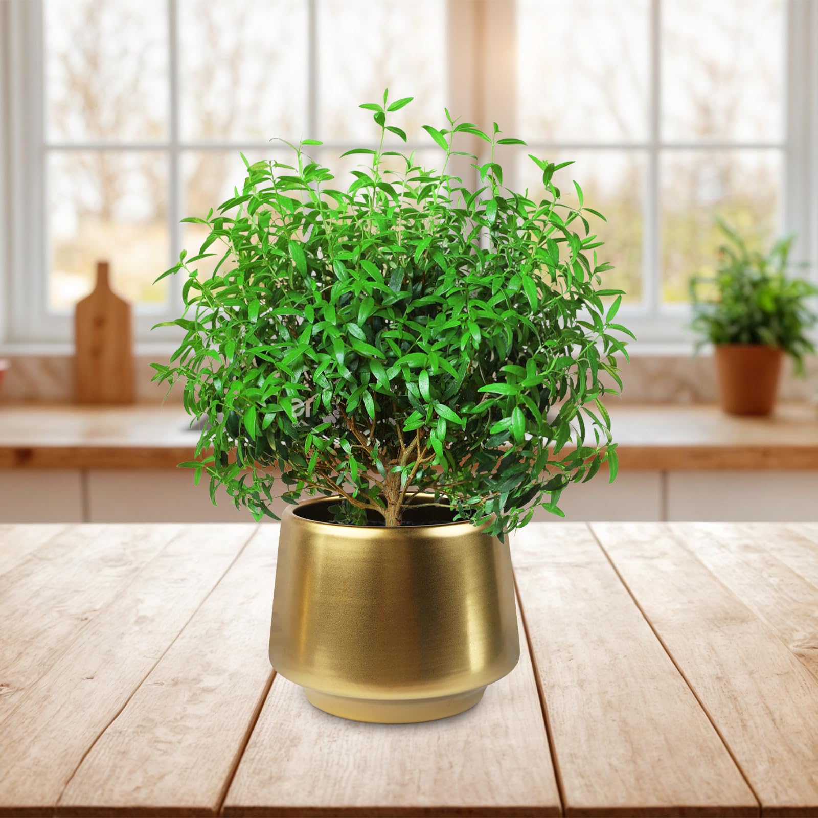 6 Inch Gold Planter Flower Pots - Decorative Indoor Succulent Plant Containers in Brass Finish (5.9