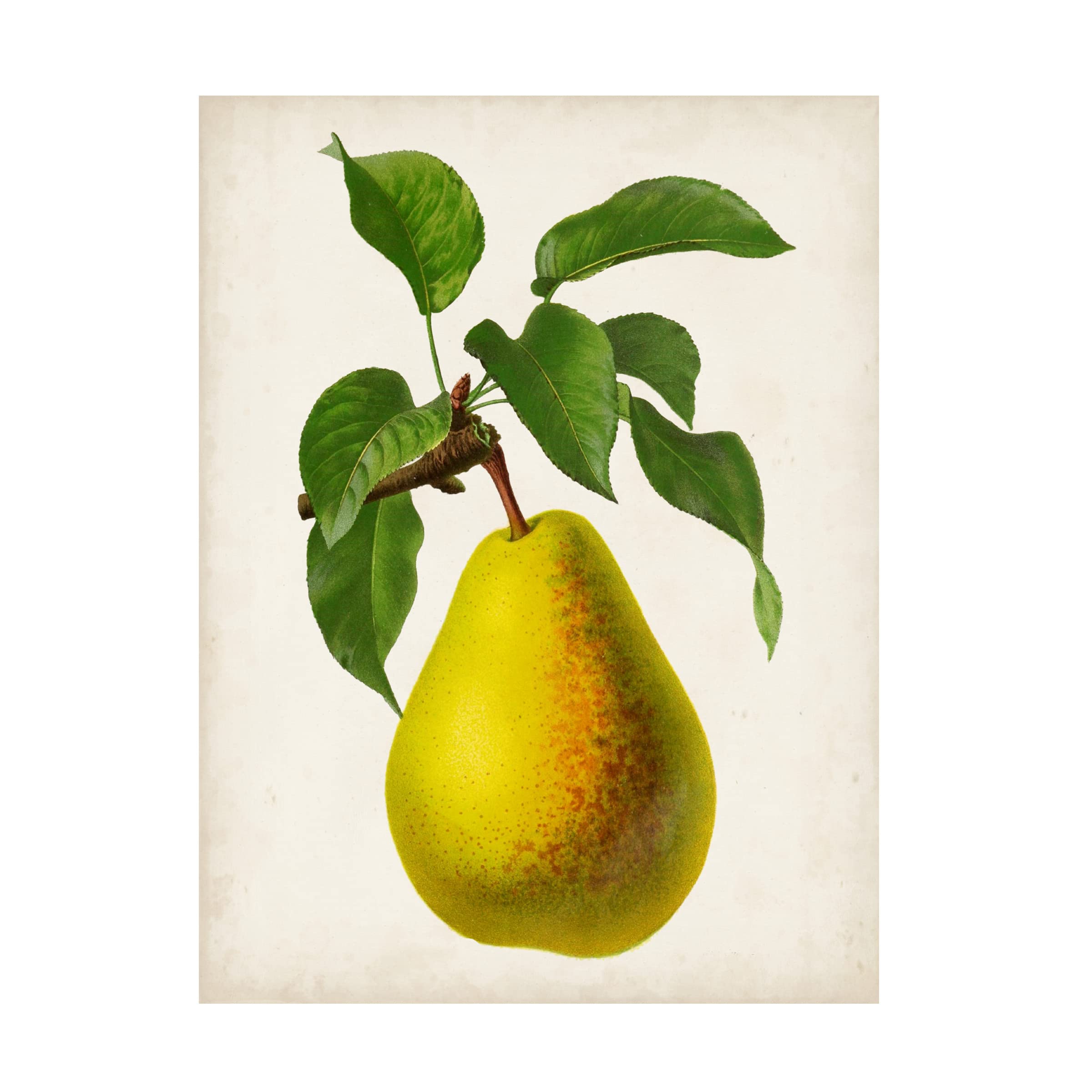 Trademark Fine Art 'Antique Fruit VII' Canvas Wall Art Print - Vintage Still Life Painting for Living Room, Dining Room & Office Decor