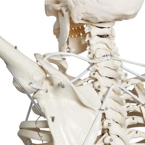 Posable Functional Skeleton Model - Frank Anatomical Figure for Medical Education & Halloween Decor | Perfect for Classroom, Doctor Office & Haunted House Displays