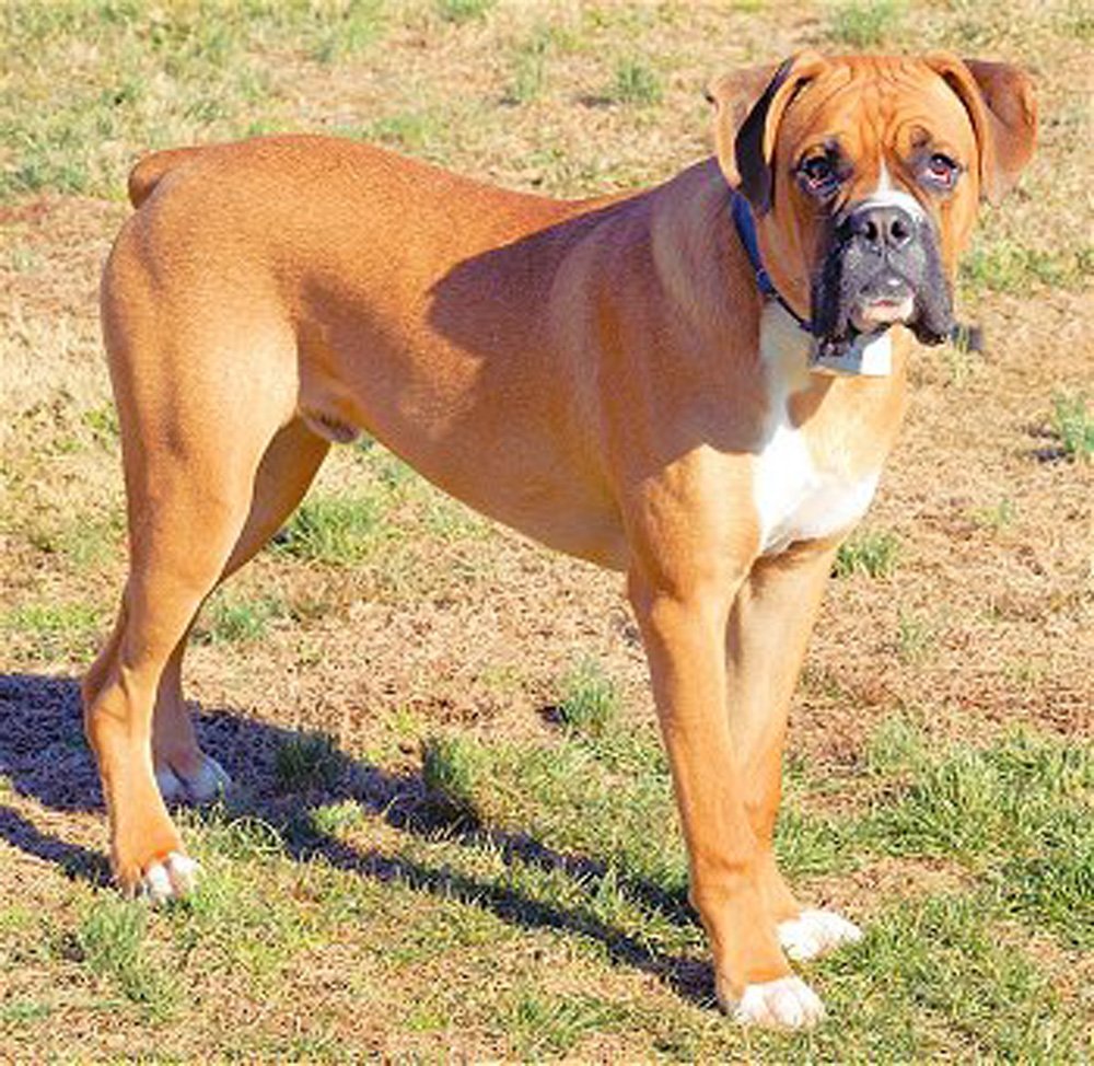 Dean and Tyler Wire Basket Muzzle Size B1 for Small Boxer Dogs - Breathable Comfortable Dog Muzzle for Training, Grooming & Vet Visits - Perfect for Walks, Parks & Public Safety