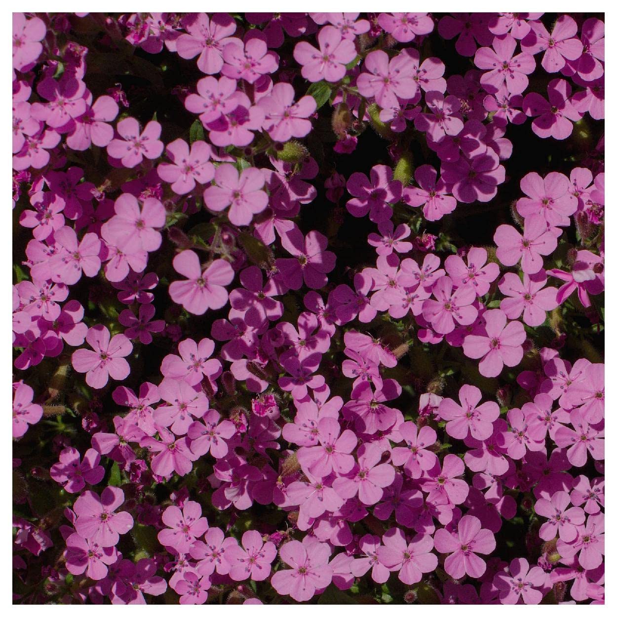 Everwilde Farms - 1 Lb Soapwort Wildflower Seeds (Saponaria officinalis) - Gold Vault Packaging - Perfect for Natural Soap Making, Pollinator Gardens & Landscaping