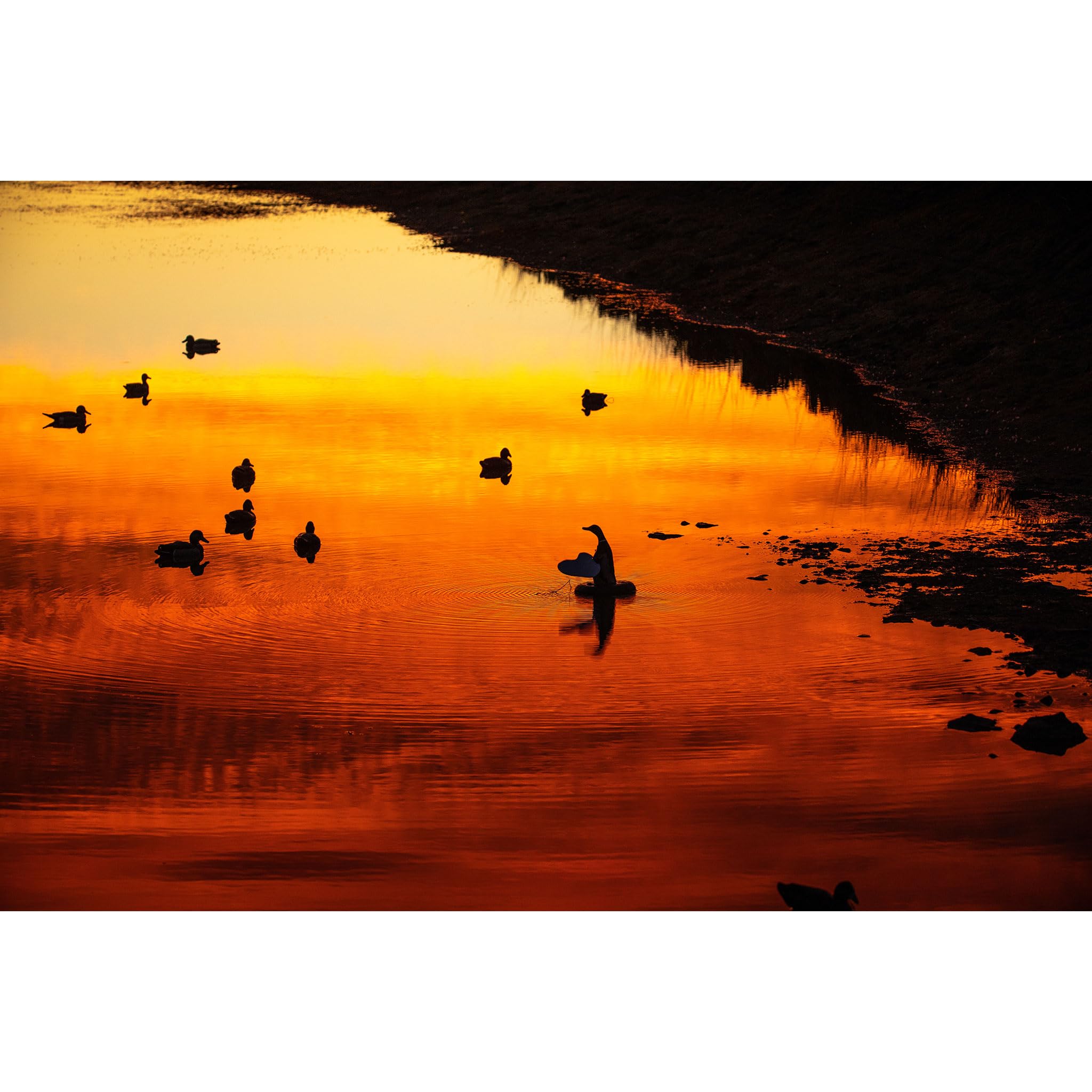 Higdon Outdoors XS Floating Flasher Duck Decoy - Mallard Drake 12V for Waterfowl Hunting | Realistic Motion Decoy for Ponds, Lakes & Wetlands Hunting Gear