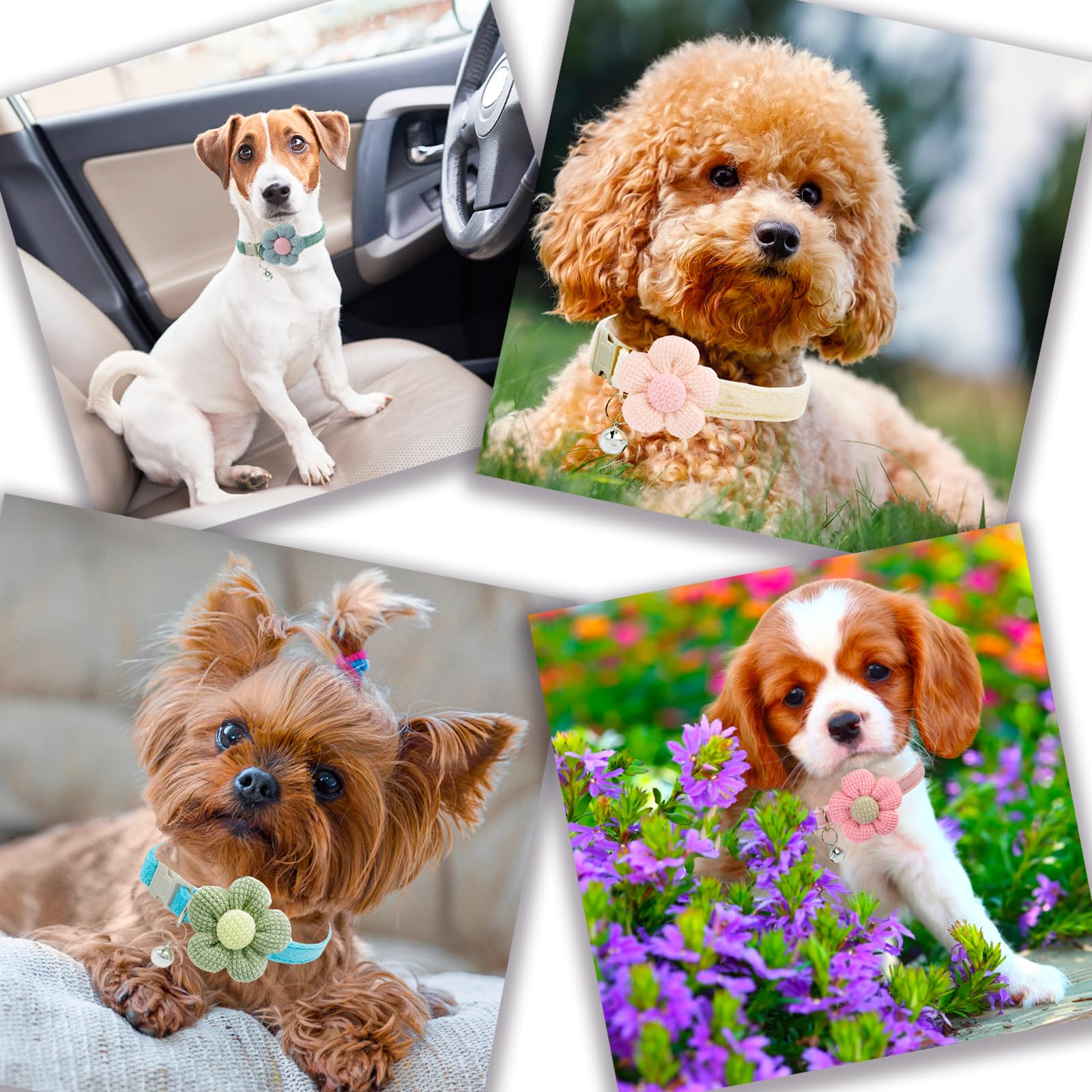 Small Dog Collar with Flower & Bell - Adjustable XS Puppy Collar for Tiny Dogs - Perfect for Training, Walks & Fashion Accessories (Ideal for Girl & Boy Puppies)