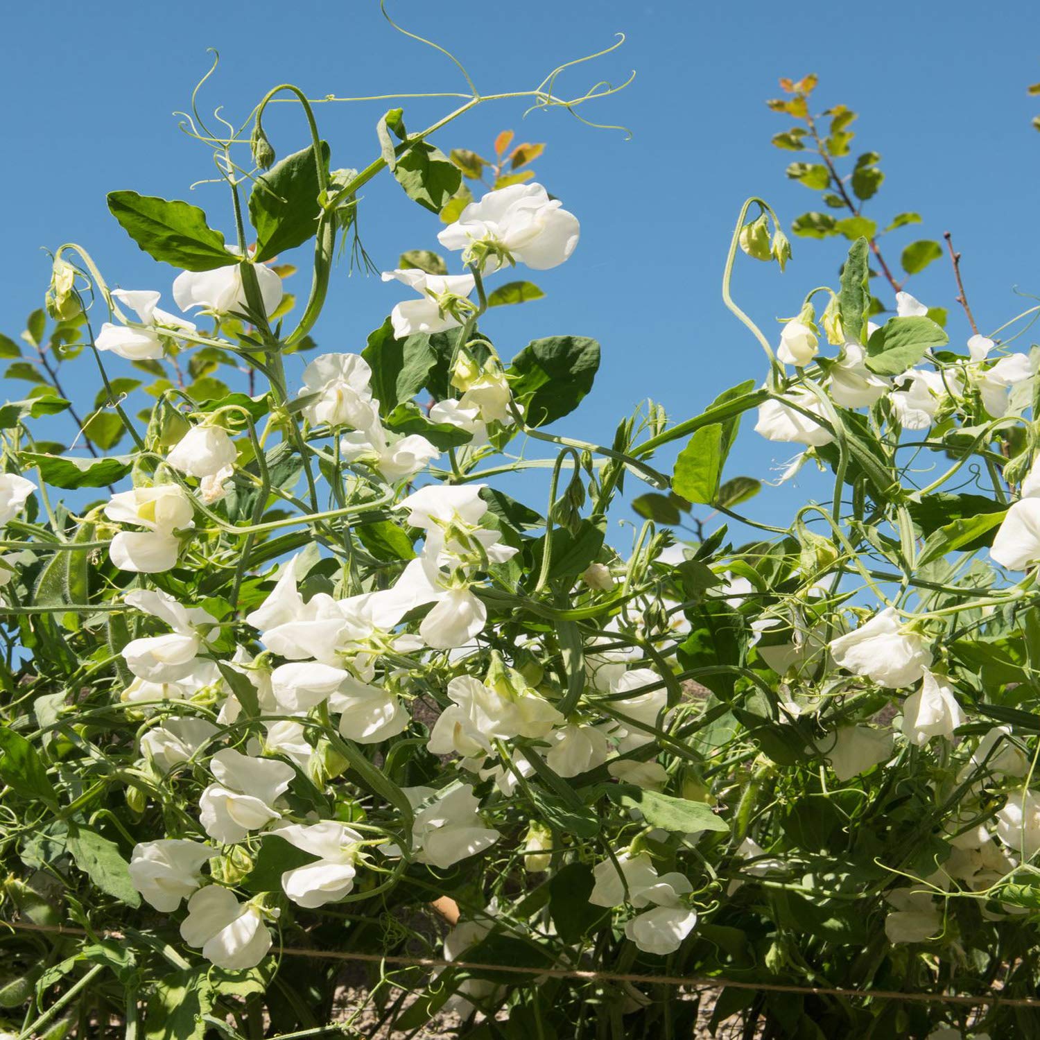 Outsidepride 250 Seeds Annual Lathyrus Odoratus Sweet Peas Royal White Vine Seeds for Planting - Fragrant Climbing Flowers for Garden Trellis, Fence & Container Gardening