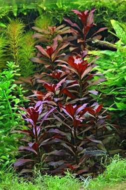 Dennerle Ludwigia Glandulosa Aquatic Plant in Pot - Perfect for Freshwater Aquariums & Planted Tanks