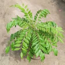 Sweet Neem & Curry Leaf Plant (Murraya Koenigii) - Fresh Organic Herbs for Cooking, Ayurvedic Remedies & Home Gardening - Perfect for Indian Cuisine, Herbal Tea & Natural Skincare