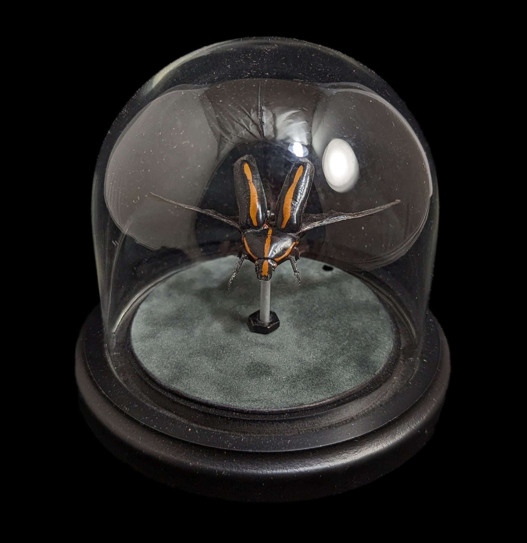 Clockwork Cetonidae: Clerota Rigifica - Premium Mechanical Insect Model for Collectors & Science Enthusiasts | Perfect for Home Decor, Educational Displays & Unique Gifts