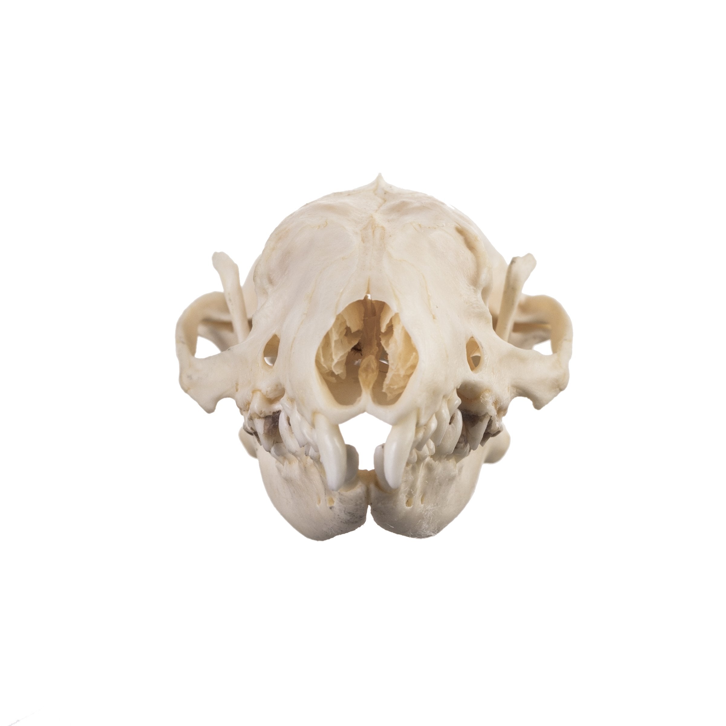 Real Hedgehog Skull - Authentic Animal Specimen for Collectors, Biology Study & Gothic Decor - Perfect for Oddity Cabinets, Science Classrooms & Halloween Displays
